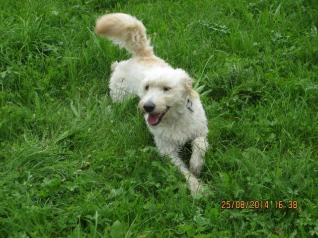 Mein Hund Amelie